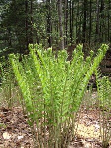 fiddleheads