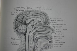 brain